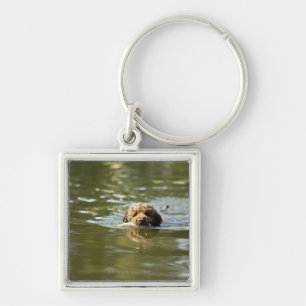 A playful dog cools off in the summer heat. key ring