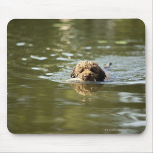A playful dog cools off in the summer heat. mouse mat