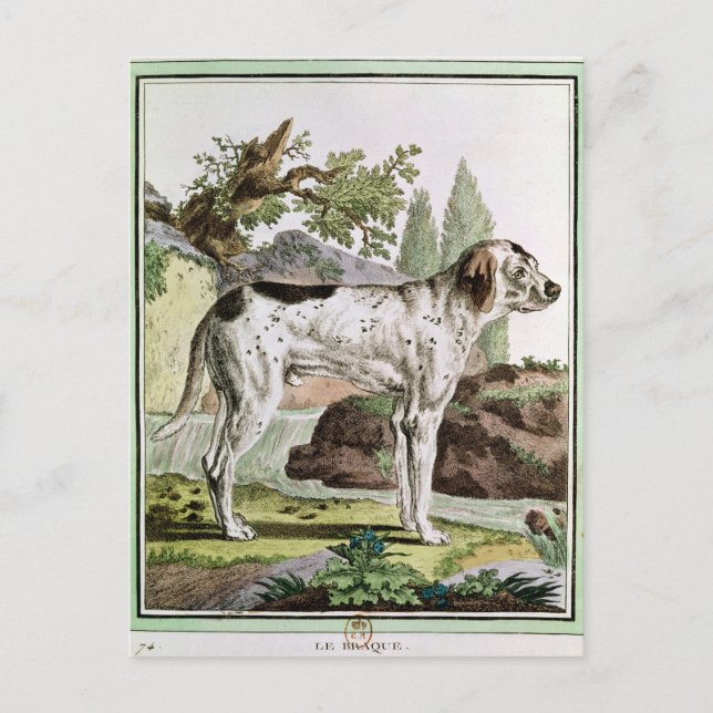 A Pointer, illustration from &#x27;Histoire Postcard (Front)
