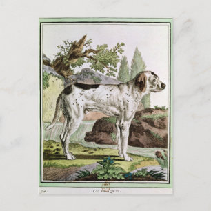 A Pointer, illustration from 'Histoire Postcard