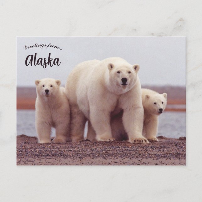 A Polar Bear Mother With Her Cubs in Alaska Postcard (Front)