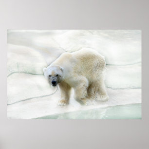A polar bears icy cold poster
