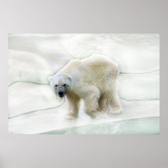 A polar bears icy cold poster (Front)