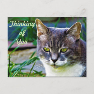 A pondering cat. postcard