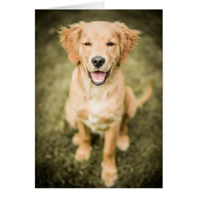 A Portrait Of A Golden Retriever Puppy (Front)