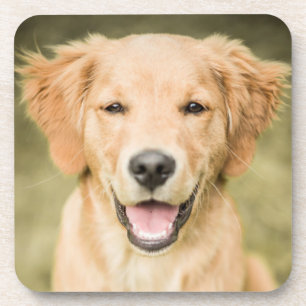 A Portrait Of A Golden Retriever Puppy Coaster