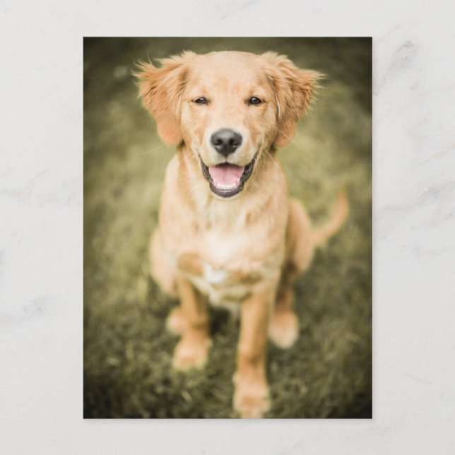 A Portrait Of A Golden Retriever Puppy Postcard (Front)