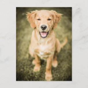 A Portrait Of A Golden Retriever Puppy Postcard
