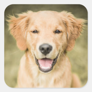 A Portrait Of A Golden Retriever Puppy Square Sticker