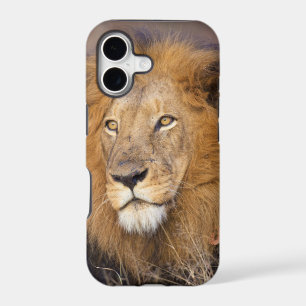 A portrait of a Lion looking into the distance