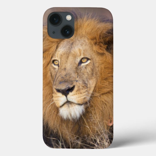 A portrait of a Lion looking into the distance Case-Mate iPhone Case (Back)