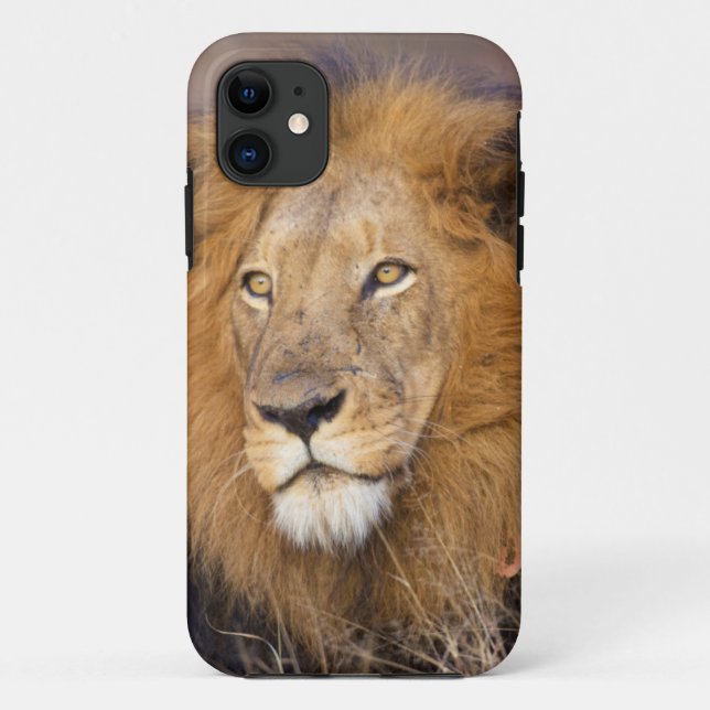 A portrait of a Lion looking into the distance Case-Mate iPhone Case (Back)