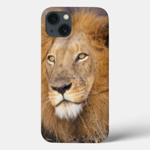 A portrait of a Lion looking into the distance iPhone 13 Case