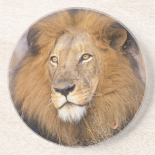 A portrait of a Lion looking into the distance Coaster