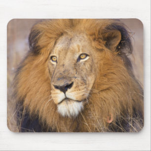 A portrait of a Lion looking into the distance Mouse Mat