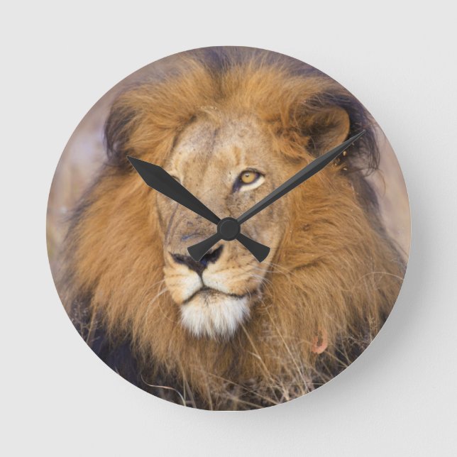 A portrait of a Lion looking into the distance Round Clock (Front)