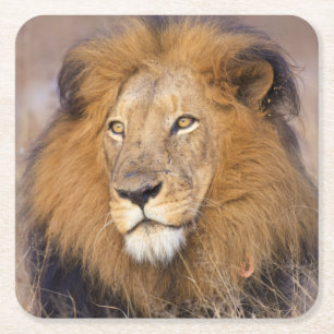 A portrait of a Lion looking into the distance Square Paper Coaster