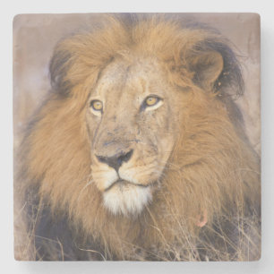 A portrait of a Lion looking into the distance Stone Coaster