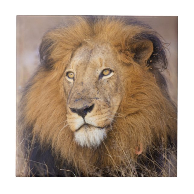 A portrait of a Lion looking into the distance Tile (Front)