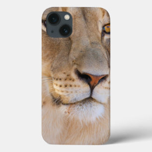 A portrait of a Lioness looking into the distance iPhone 13 Case