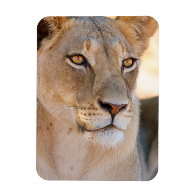 A portrait of a Lioness looking into the distance Magnet (Vertical)