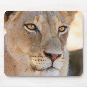 A portrait of a Lioness looking into the distance Mouse Mat