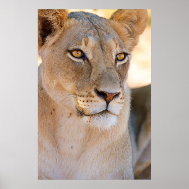 A portrait of a Lioness looking into the distance Poster (Front)