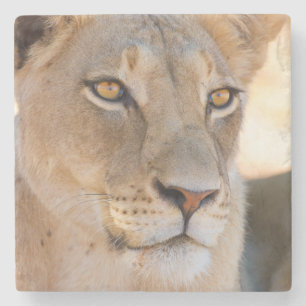 A portrait of a Lioness looking into the distance Stone Coaster
