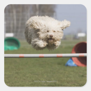 A Portuguese Waterdog jumping over a hurdle Square Sticker
