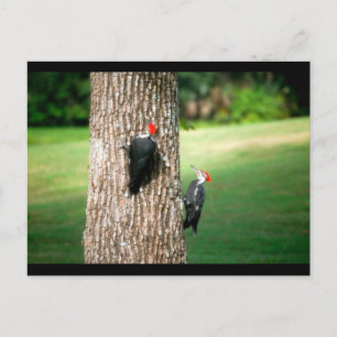 A Postcard of a Pair of Pileated Woodpeckers