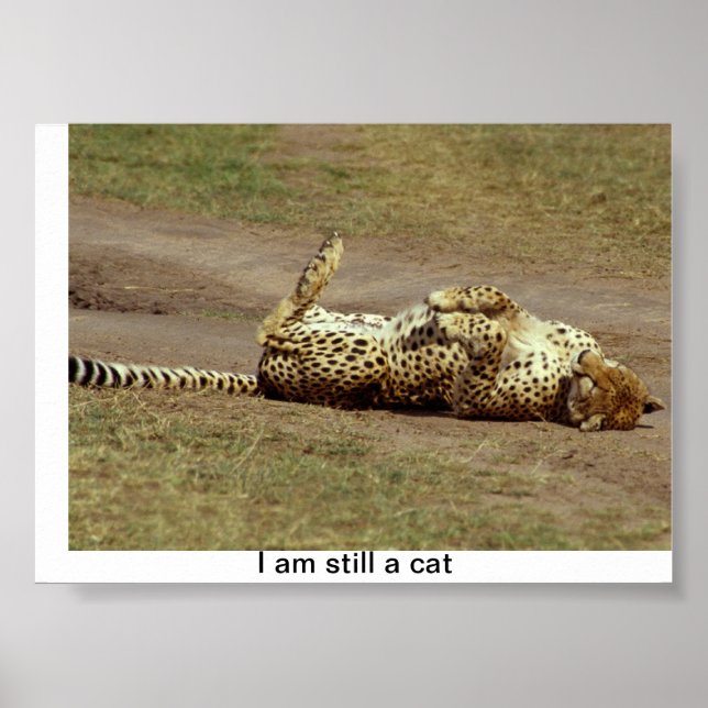 A poster of a Cheetah rolling on the ground (Front)