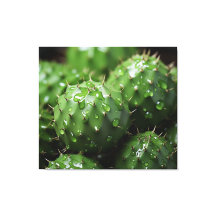 A Prickly Ensemble Cactus Photorealism Botanical