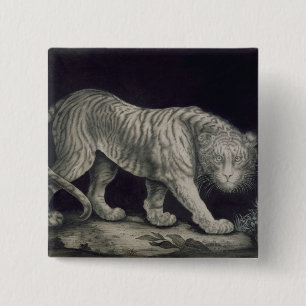 A Prowling Tiger (pencil on paper) 15 Cm Square Badge
