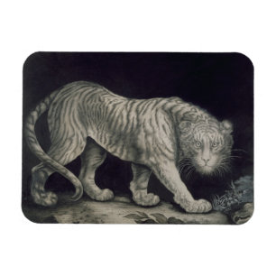 A Prowling Tiger (pencil on paper) Magnet