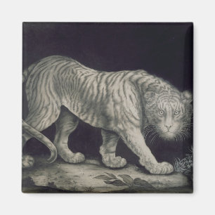 A Prowling Tiger (pencil on paper) Magnet