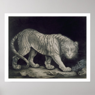 A Prowling Tiger (pencil on paper) Poster