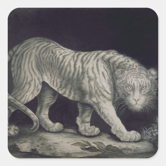 A Prowling Tiger (pencil on paper) Square Sticker (Front)
