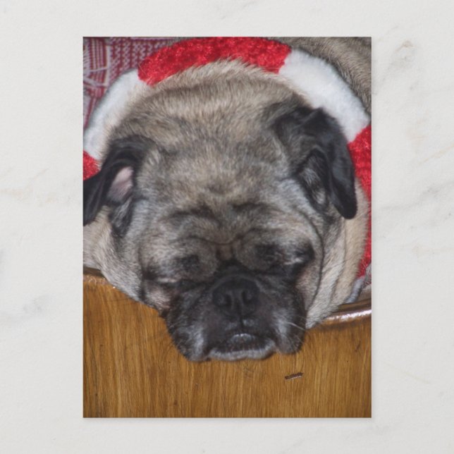 A Pug Dog's Christmas Postcard (Front)