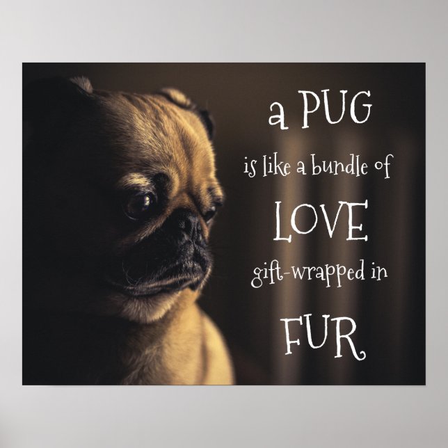 A Pug Is A Bundle of Love Gift-Wrapped In Fur Poster (Front)