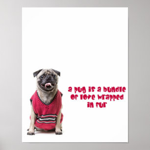A Pug Is A Bundle Of Love Wrapped In Fur Poster