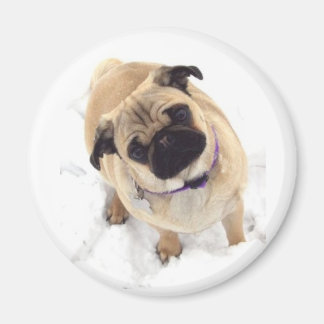 A Pug magnet