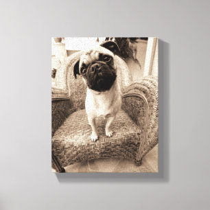 A Pug with its Head Titled to the Side Canvas Print