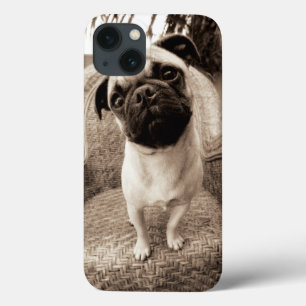 A Pug with its Head Titled to the Side iPhone 13 Case