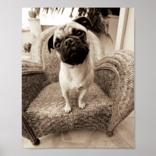A Pug with its Head Titled to the Side Poster