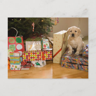 A puppy sits amongst Christmas presents Holiday Postcard