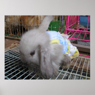 A Rabbit in a Dress かわいい 幸せ Poster