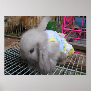 A Rabbit in a Dress  かわいい  幸せ Poster