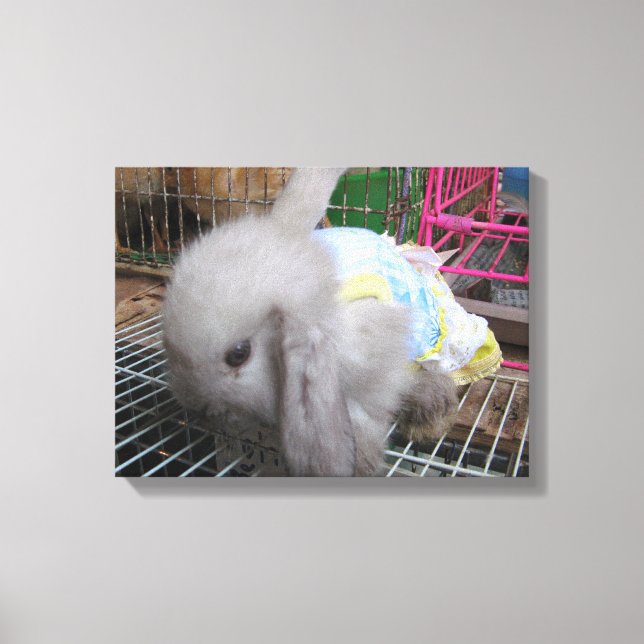 A Rabbit in a Dress Canvas Print (Front)