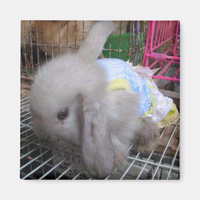 A Rabbit in a Dress Magnet (Front)