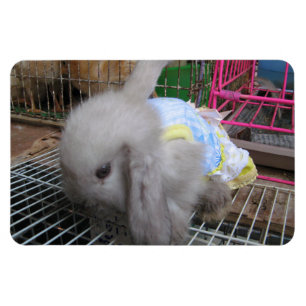 A Rabbit in a Dress Magnet